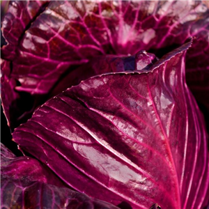 Cabbage Red Round Cabbage 'Rococo' App 5 Per Strip